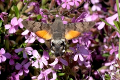 Macroglossum stellatarum, Moro-Sphinx (Le)