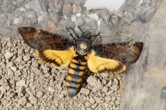 Acherontia atropos, Sphinx Tête-de-Mort (Le)