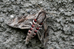 Agrius convolvuli, Sphinx du Liseron (Le)