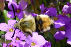 Hemaris tityus ; Sphinx-Bourdon (Le), Sphinx de la Scabieuse (Le)