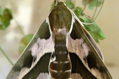 Hyles euphorbiae, Sphinx de l