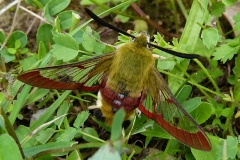 Hemaris fuciformis ; Sphinx gazé (Le), Sphinx du Chèvrefeuille (Le)