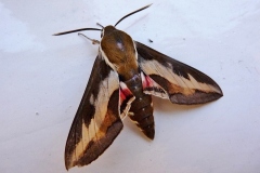 Hyles gallii, Sphinx de la Garance (Le)