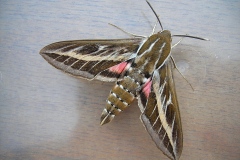 Hyles livornica, Sphinx livournien (Le)