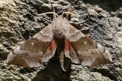 Laothoe populi, Sphinx du Peuplier (Le)