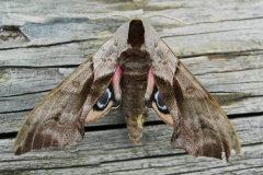 Smerinthus ocellatus, Sphinx demi-paon (Le)