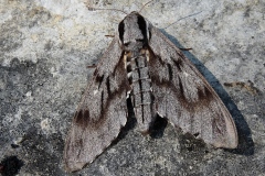 Sphinx pinastri, Sphinx du Pin (Le)