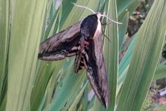Sphinx ligustri, Sphinx du Troène (Le)