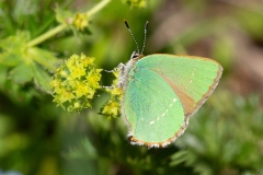 Callophrys rubi, Thécla de la Ronce (La)