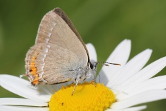 Satyrium acaciae, Thécla de l'Amarel (La), Thécla de l'Acacia (La)