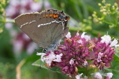 Satyrium spini, Thécla des Nerpruns (La)