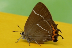 Satyrium w-album ; Thécla de l'Orme (La), Thécla à W blanc (La), W blanc (Le), Thècle W-album (La), Thécla W-Blanc (La), Porte-Queue brun à une ligne blanche (Le)