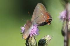 Satyrium ilicis ; Thécla de l'Yeuse (La), Lyncée (Le), Porte-Queue brun à tâches fauves (Le) ; Bois des Frounets (Amancy) ; ©Photo Charline Blanc