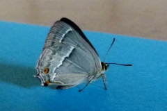 Quercusia quercus ; Thécla du Chêne (La), Porte-Queue bleu à une bande blanche (Le)