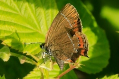 Satyrium pruni ; Thécla du Prunier (La), Thécla du Coudrier (La), Porte-Queue brun à lignes blanches (Le)