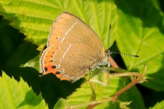 Satyrium pruni ; Thécla du Prunier (La), Thécla du Coudrier (La), Porte-Queue brun à lignes blanches (Le)