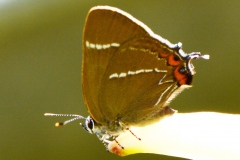Satyrium w-album ; Thécla de l'Orme (La), Thécla à W blanc (La), W blanc (Le), Thècle W-album (La), Thécla W-Blanc (La), Porte-Queue brun à une ligne blanche (Le)