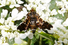 Thyris fenestrella ; Pygmée (Le), Sphinx-Pygmée (Le)