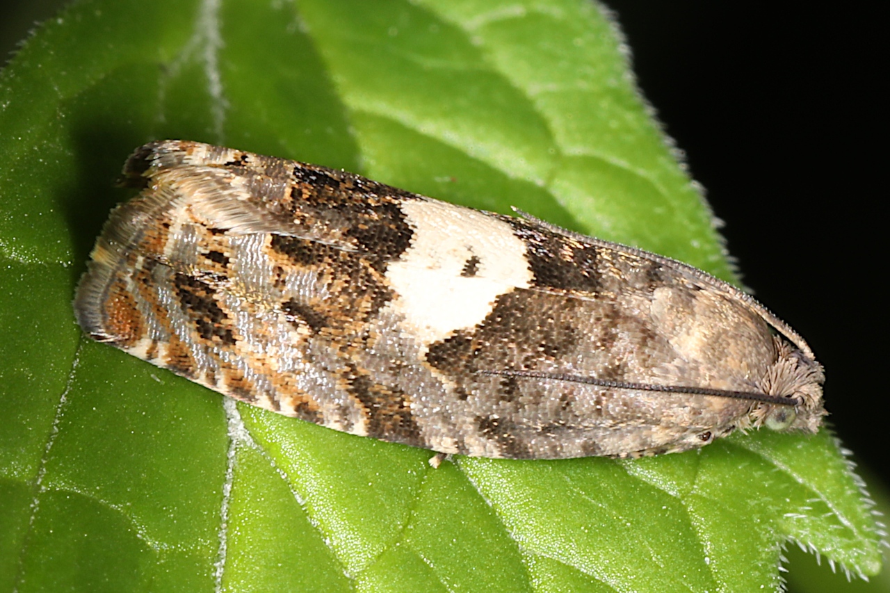 Epiblema sticticana, Épiblémie du Tussillage
