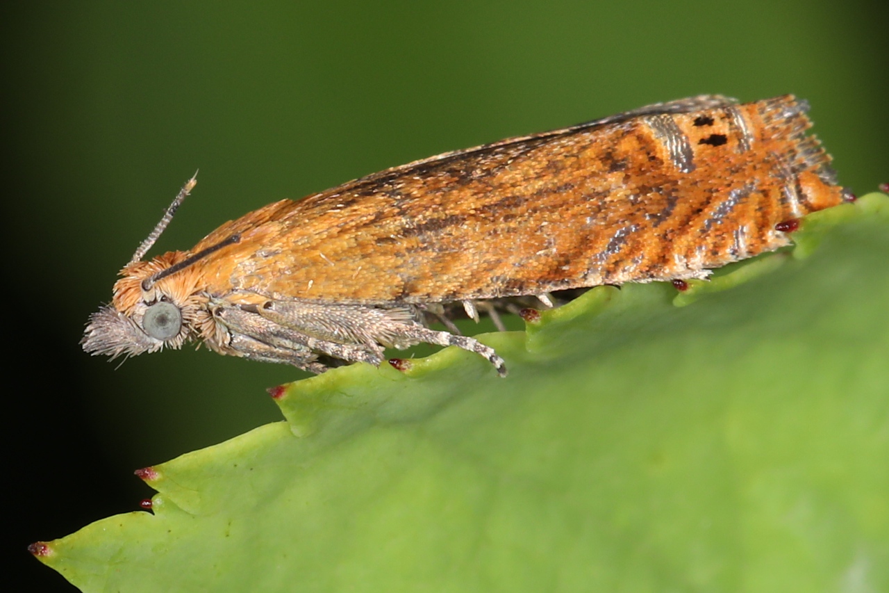Lathronympha strigana, Lathronymphe commune (La)