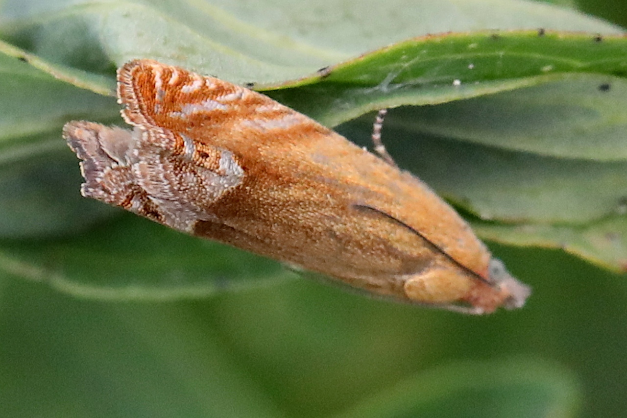 Lathronympha strigana, Lathronymphe commune (La)