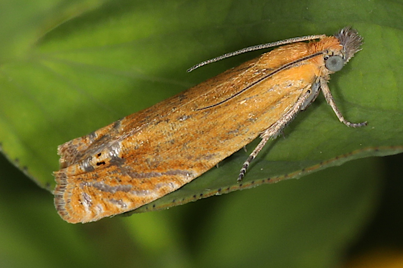 Lathronympha strigana, Lathronymphe commune (La)
