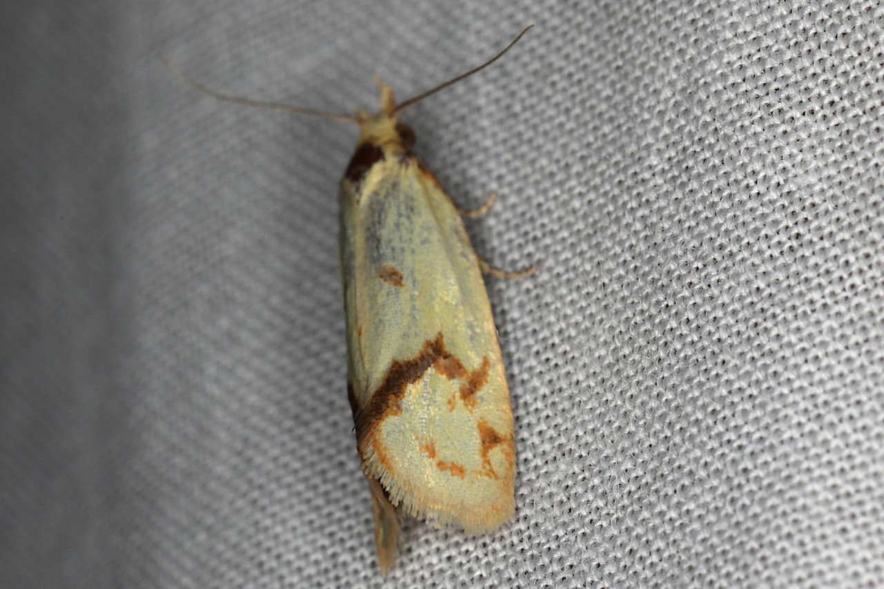Agapeta hamana ; Agapète des chardons (L')