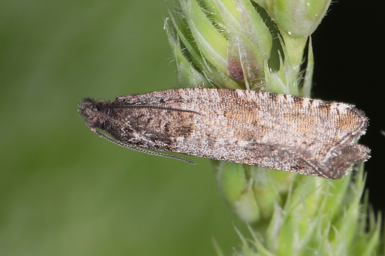 Celypha striana, Séricore striée (La)