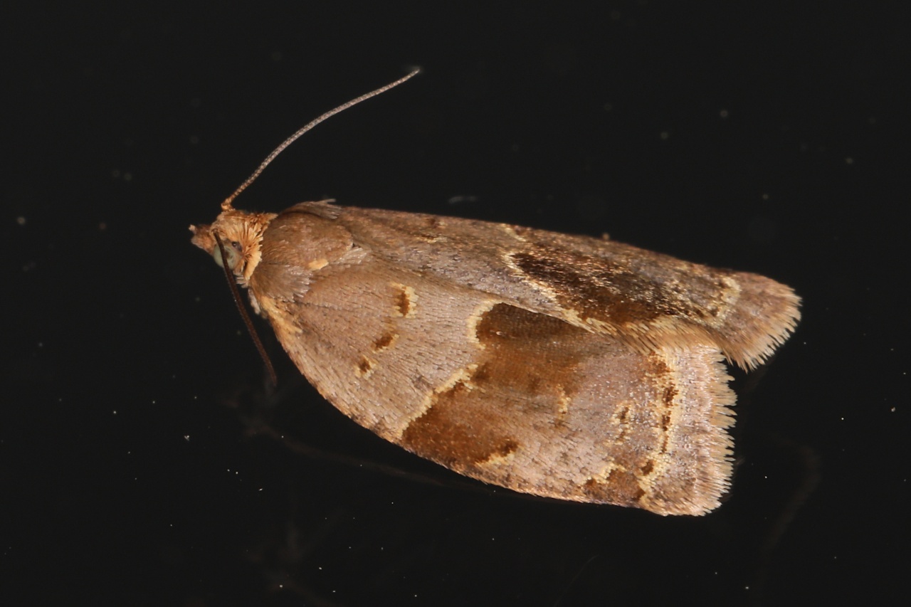 Clepsis dumicolana ; Clepsis du Lierre (Le)