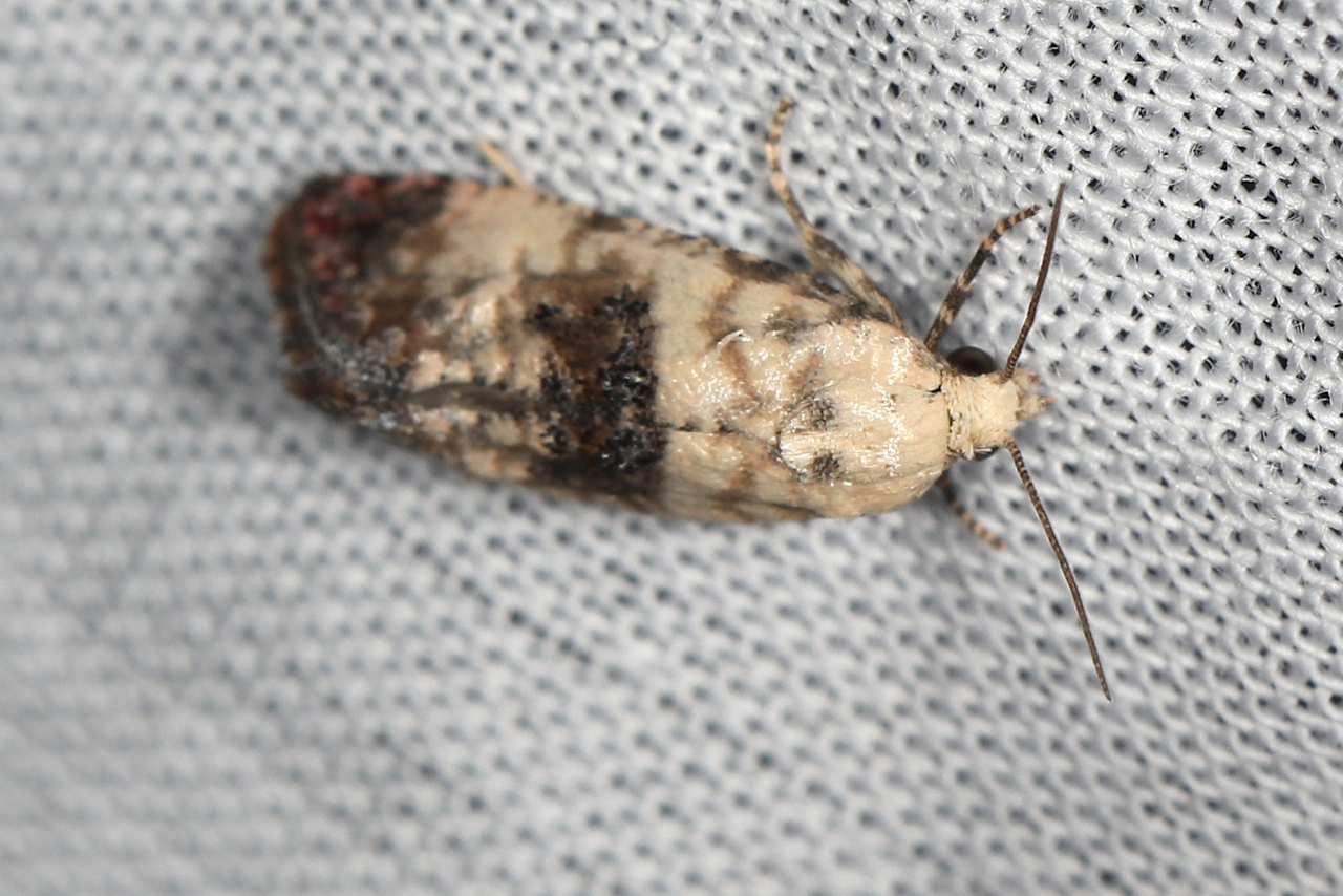 Cochylis hybridella, Cochylide de la Picride (La)