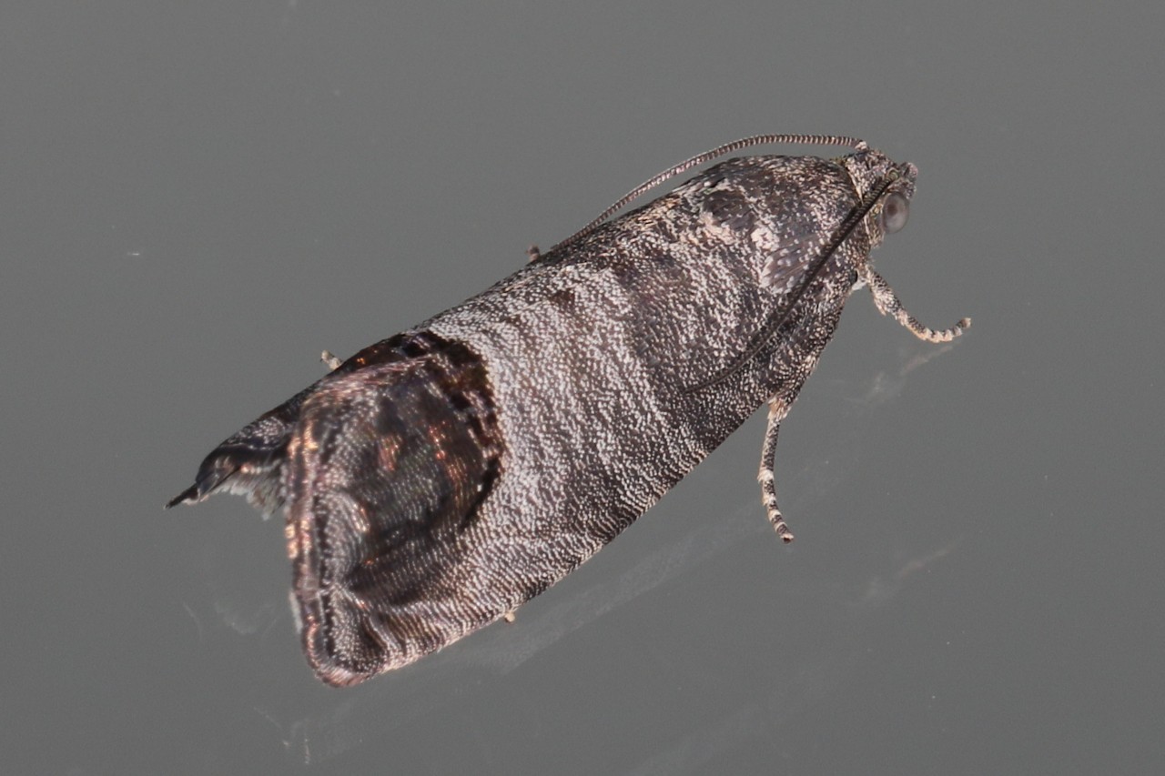 Cydia pomonella ; Carpocapse des pommes et des poires (Le)
