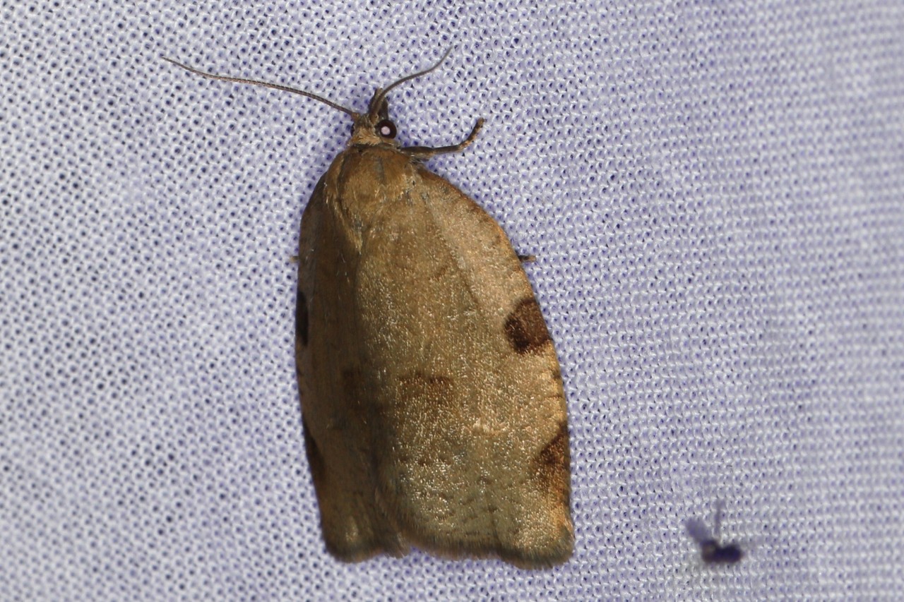 Lozotaenia forsterana ; Fausse-Pandémis de Forster (La)