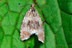 Celypha rivulana, Séricore fluxueuse (La)