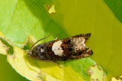 Epiblema sticticana, Épiblémie du Tussillage
