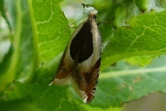 Ancylis badiana, Ancylide baie