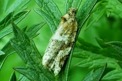 Argyrotaenia ljungiana ; Tordeuse de Ljung (La), l'Eulia, Petite tordeuse (La)
