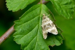 Celypha lacunana ; Séricore des mares (La), Tordeuse du Fraisier (La)