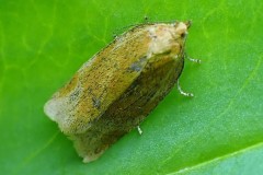 Clepsis steineriana ; Clepsis de Steiner (Le)