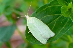 Tortrix viridana ; Tordeuse verte du Chêne (La)