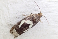 Epiblema foenella, Tordeuse fer-à-ch (La)