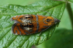 Olethreutes arcuella, Tordeuse de l’œillet (La)