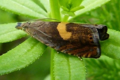 Dichrorampha alpinana, Dichroramphe anglaise (La)