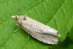 Epiblema grandaevana, Épiblémie géante