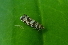 Epinotia tedella ; Épinotie de Épicéa