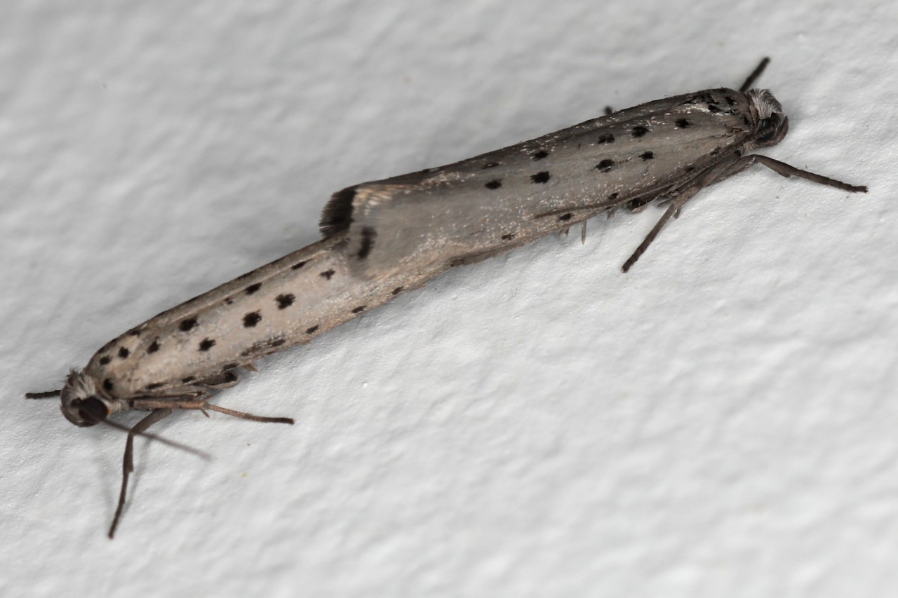 Yponomeuta sedella ; Yponomeute de l'orpin