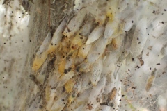 Yponomeuta evonymella ; Hyponomeute du putiet (L')