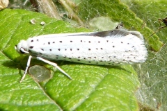 Yponomeuta evonymella, Hyponomeute du Putiet