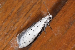 Yponomeuta malinella, Yponomeute du pommier (L')