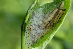 Yponomeuta cagnagella ; Grand hyponomeute du Fusain (Le), Hyponomeute parente (L') 
