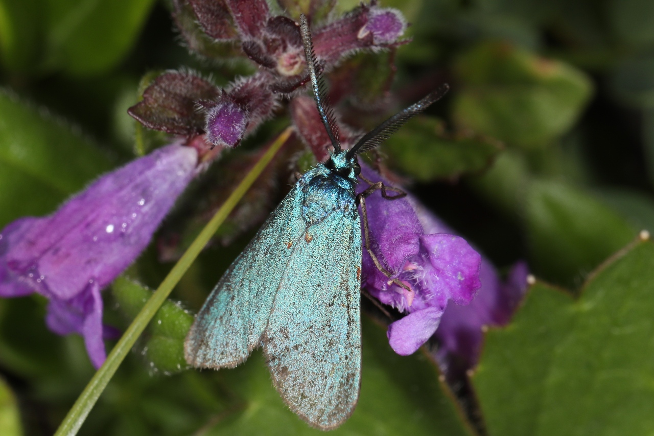 Jordanita sp., Turquoise (La), Col d'Outanne (La Chapelle-d'Abondance, 74), ©Photo Alain Benard